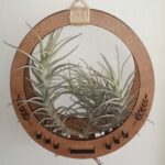 air plant holder