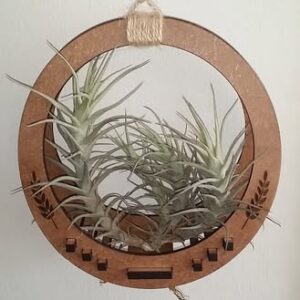 Home air plant holder