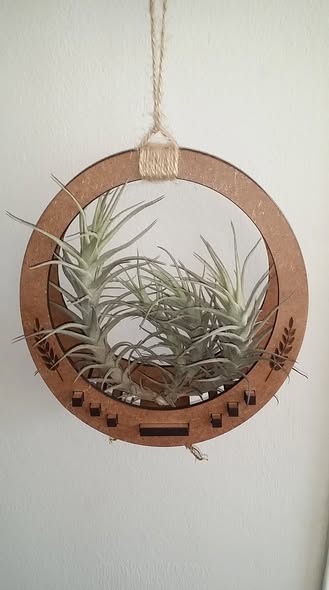 air plant holder air plant holder